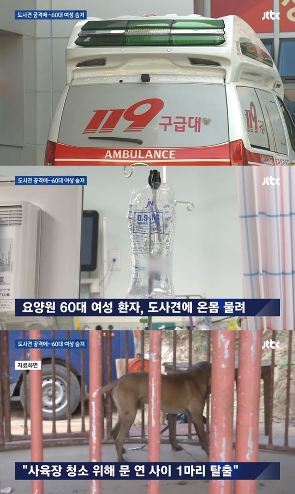 60대 여성 도사견에 물려서 사망해 (사진: JTBC 뉴스 캡처) ▲ 60대 여성 도사견에 물려서 사망해 (사진: JTBC 뉴스 캡처)
