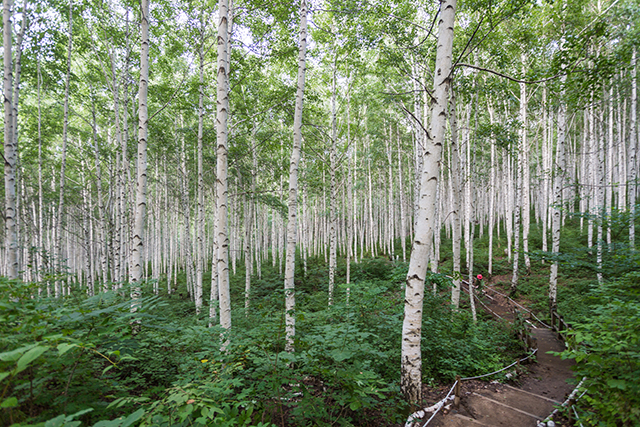 ▲ ‘숲속의 귀족’이라 불리는 자작나무 70만 그루가 밀집한 속삭이는자작나무숲